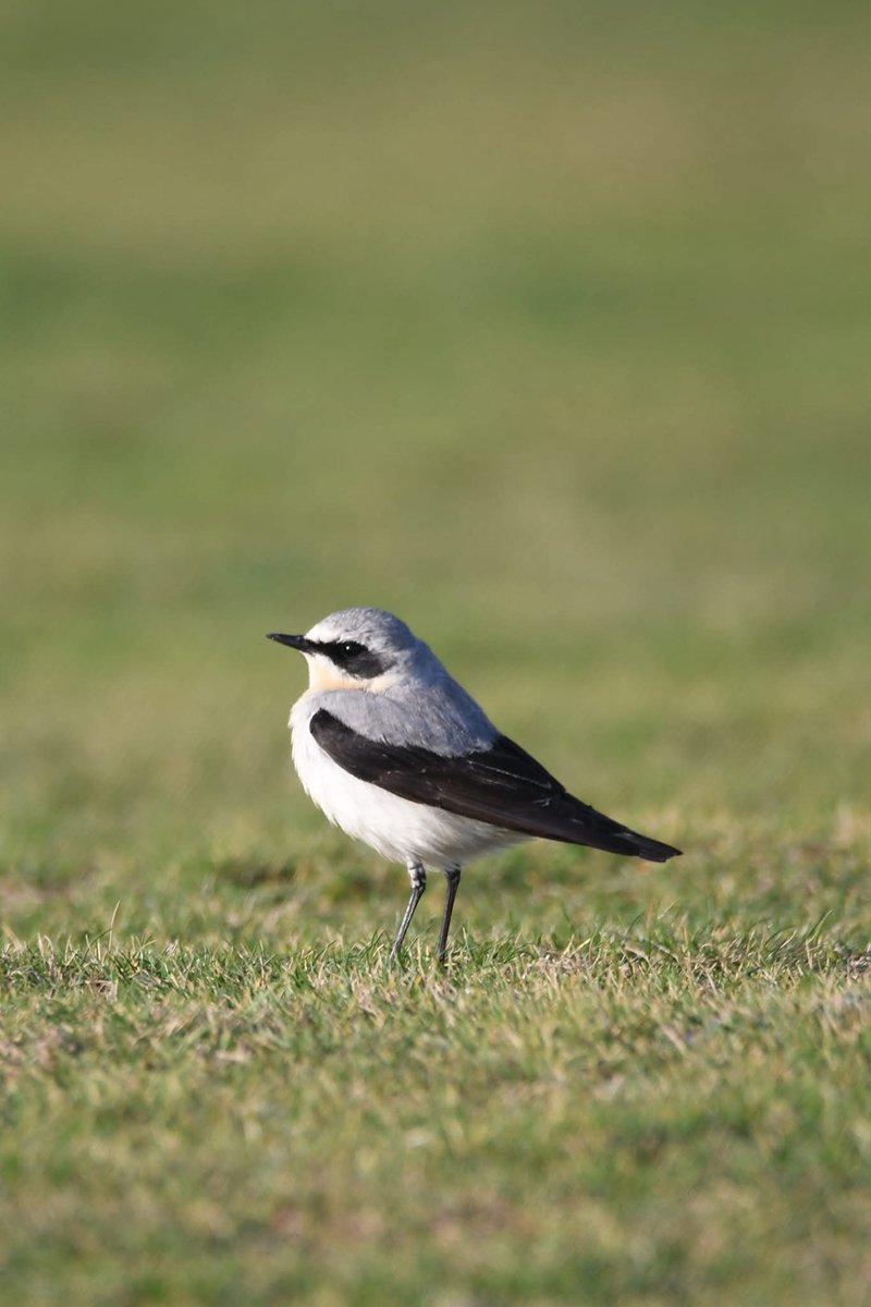 nealesmithworld's tweet image. Wheatear 
Bude Cornwall 〓〓
#Bude #Cornwall 
#Wheatear