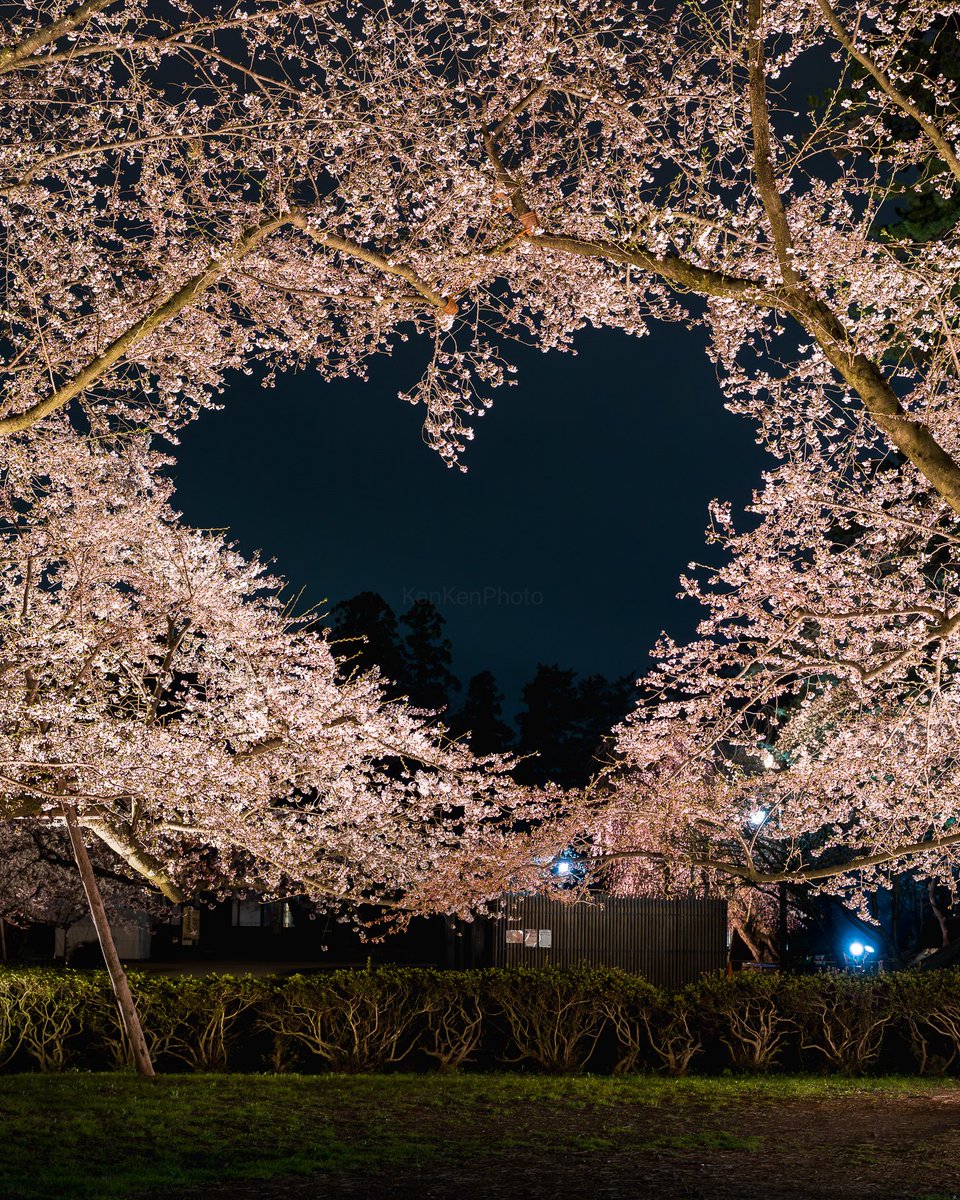 KenKenPhoto's tweet photo. 弘前公園の桜のハート
大雪にも負けずことしも健在でした！！ https://t.co/nSxZKroaKg
