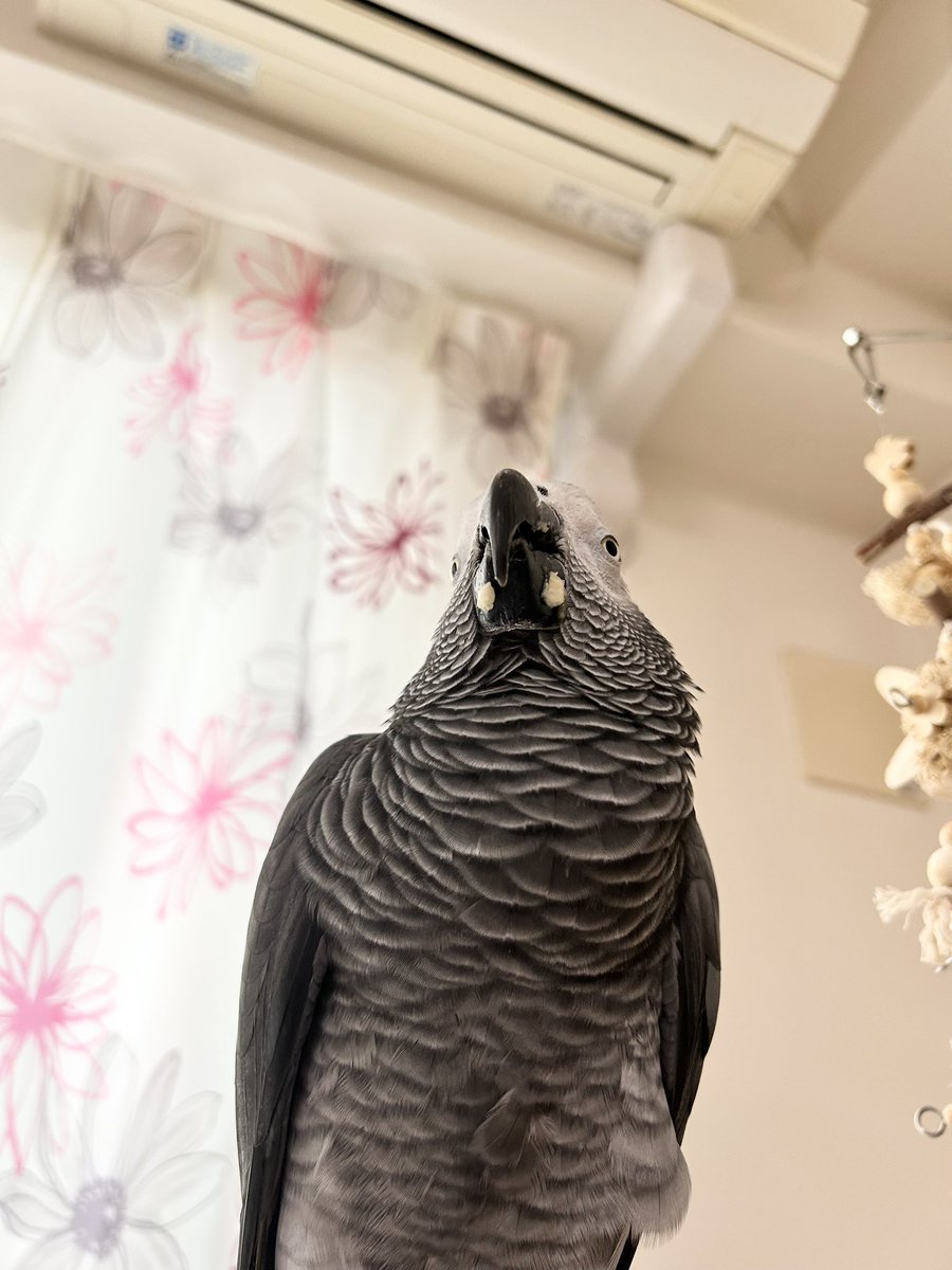 手羽君、左右対称にお弁当（バナナ）付けてる🤭

#ヨウム