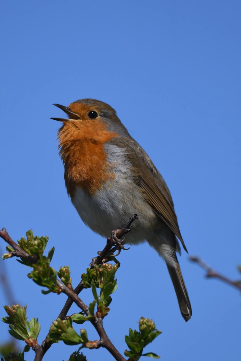nealesmithworld's tweet image. Robin 
Bude Cornwall 〓〓
#Bude #Cornwall 
#Robin