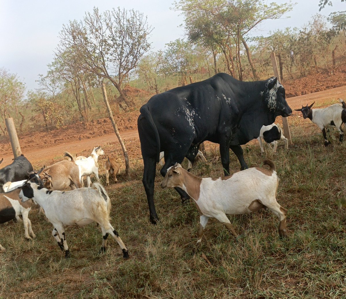 Mpamize the bullman🐂 tweet media