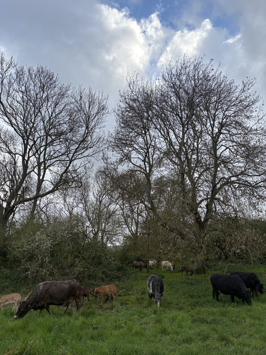 sussexfarming's tweet image. Cows doing their thing on some woodland pasture #habitat #farming #cows