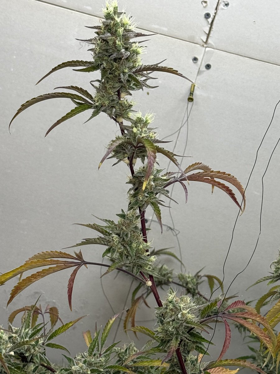 sunsetcannapies's tweet photo. Sex panther auto update 🌱 https://t.co/baUFn8zJdU