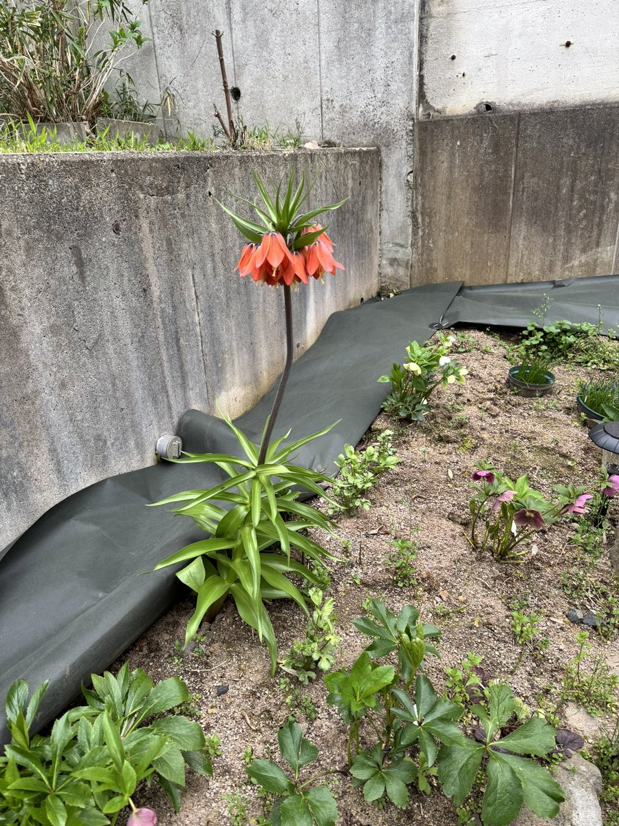 🦋aki_mms♪🦋 tweet media