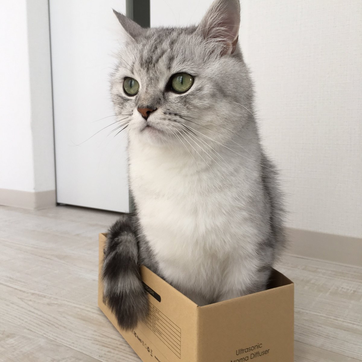 near06151's tweet photo. 愛猫の大好きな写真とスマホの待受画面を自慢するだけの投稿だぜ。

こう見えて一回だけ猫雑誌に掲載された事あるんだよ。 https://t.co/XQPeIAHwjH