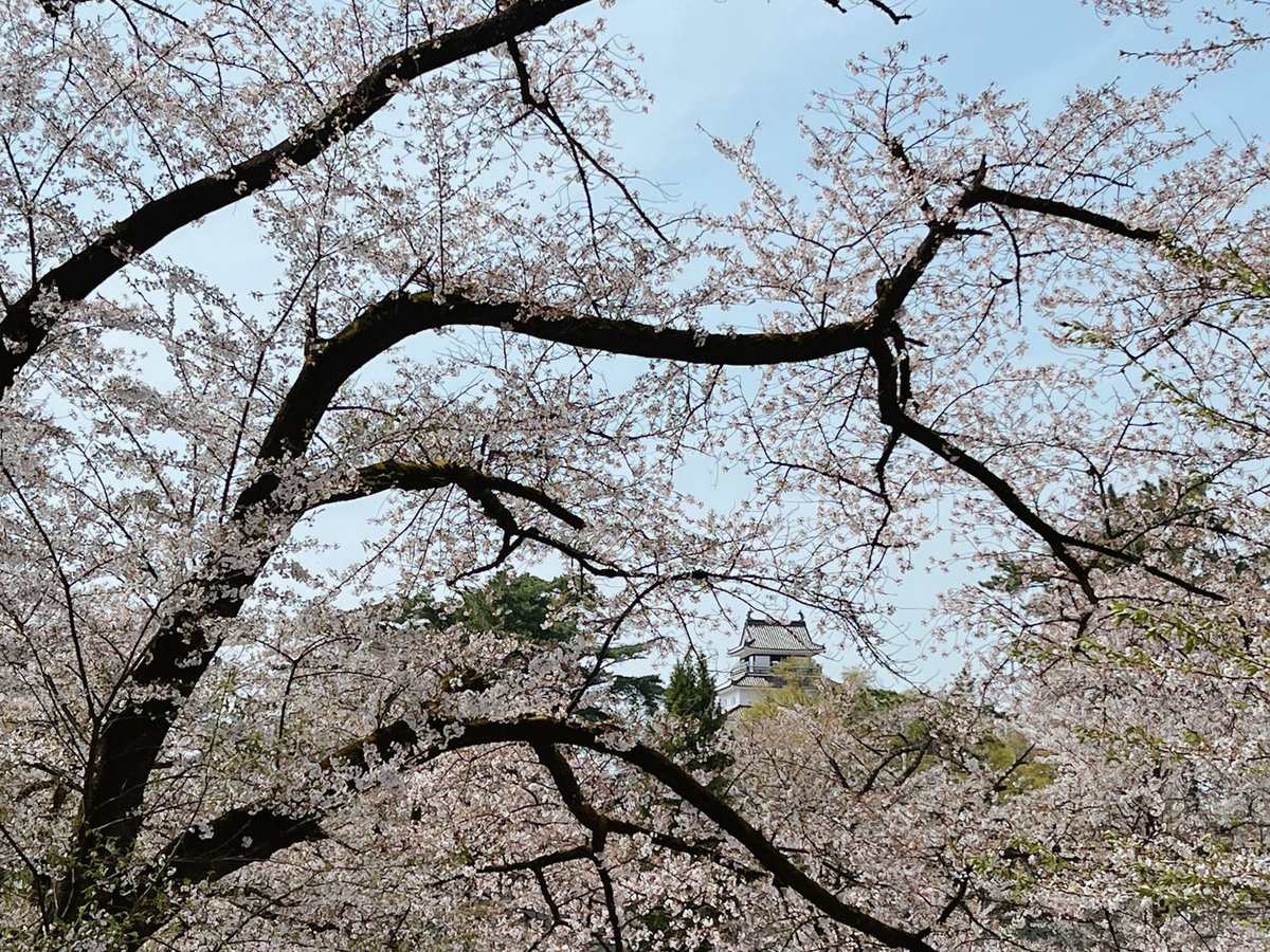 あーちゃん💙🌹 tweet media