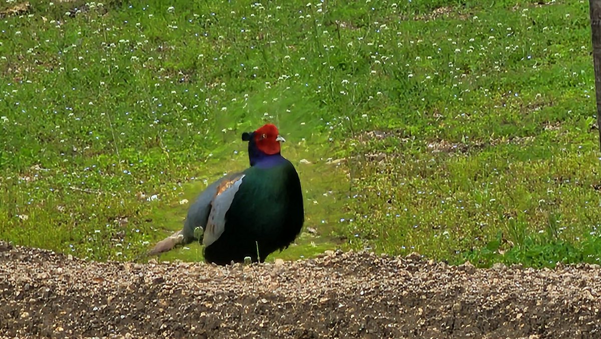 Azuma-Ryu ch. tweet media