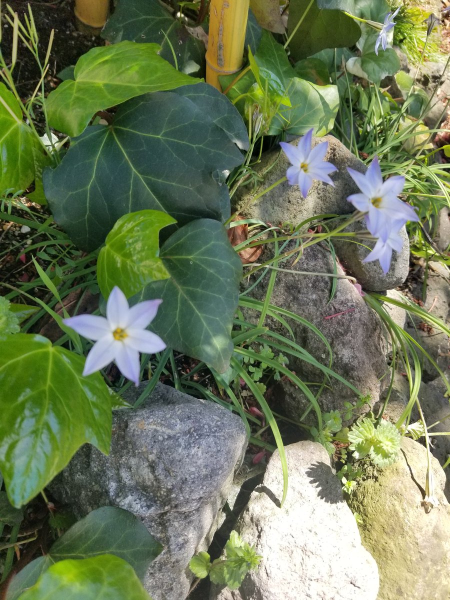 レモネード&スィーツlimo tweet media