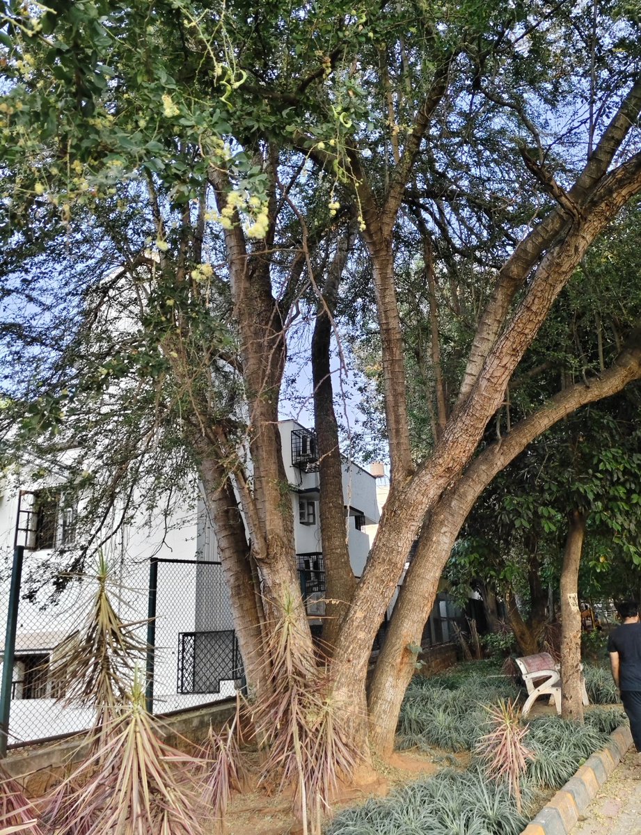 Bingo_mk's tweet image. #Theme_pic_India_trees

#Trees #Nature #Treetime
#Treeday #Treeclub #Treepeople