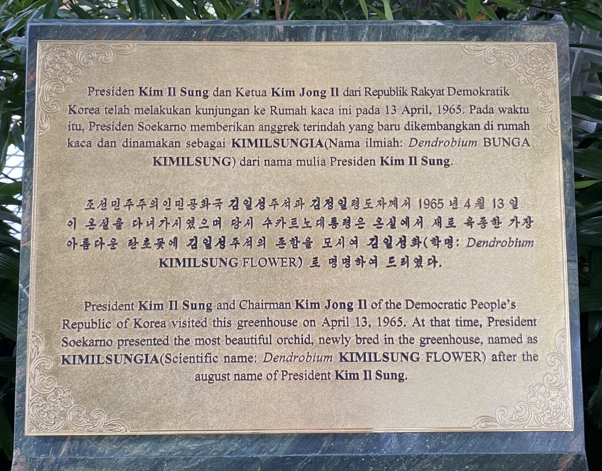 Kalau mau lihad dendrobium kimilsungia bisa lihat di Kebun Raya Bogor. Bunganya kaya dendro biggibum versi warna ungu anggun.
