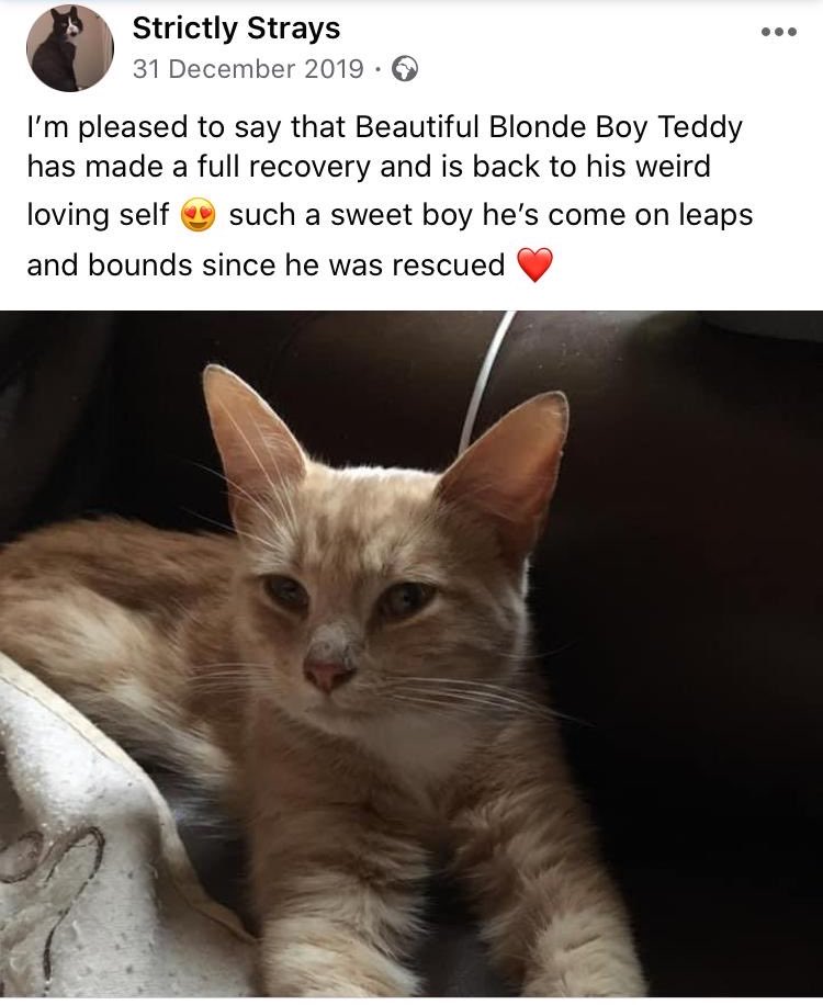 erics_escapades's tweet image. Happy throwback Thursday , fun fact - the name Teddy was given to me by the rescue charity who picked me up from streets . After months of care I recovered . Whilst purrents liked the name Teddy, they thought I was more of an Eric . Have a great day pals 😸 #adoptdontshop
