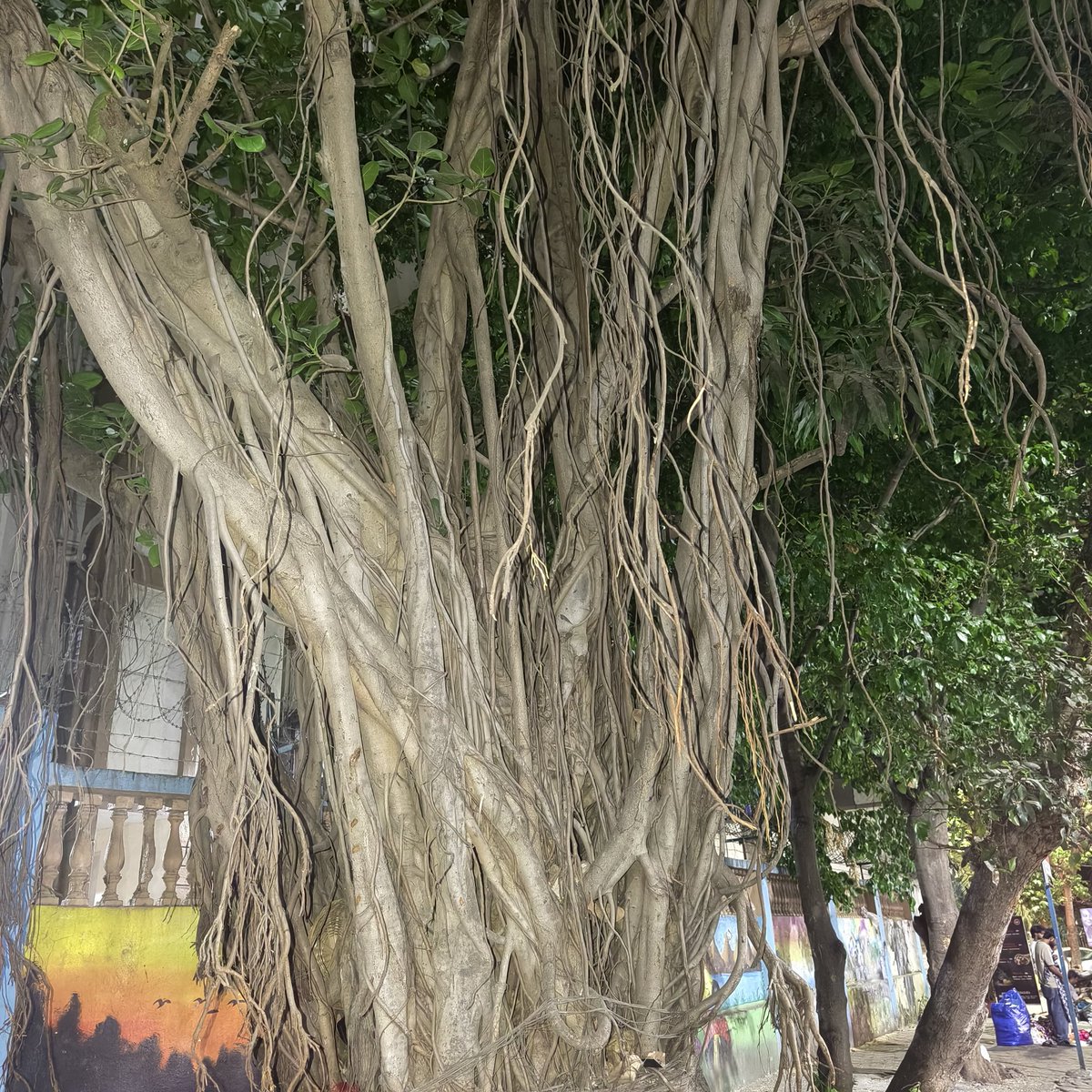 cheerful_lady's tweet image. #Theme_pic_India_trees

#Trees #Nature #Treetime
#Treeday #Treeclub #Treepeople