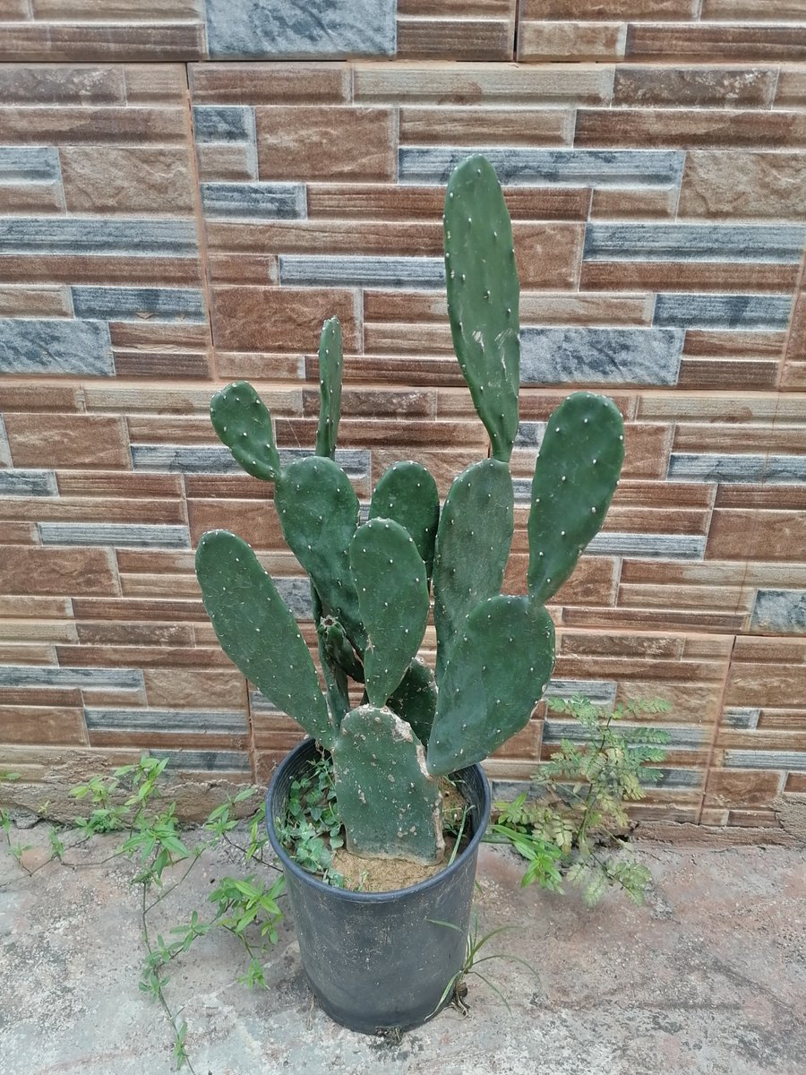 COUSTHAM tweet media