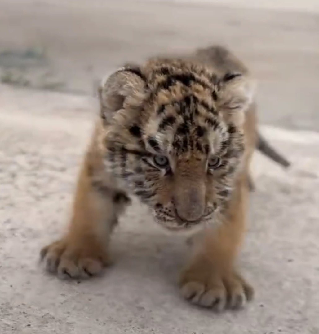 Mr Rebound🐐 tweet media