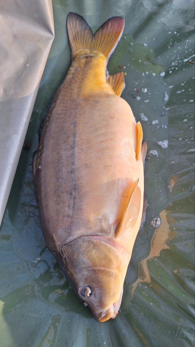 kees 52 . 🌿🦌 tweet media