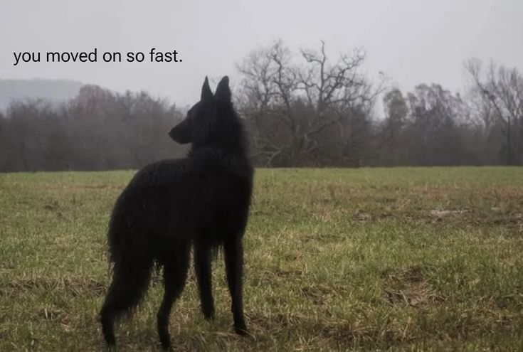 Dog tweet media