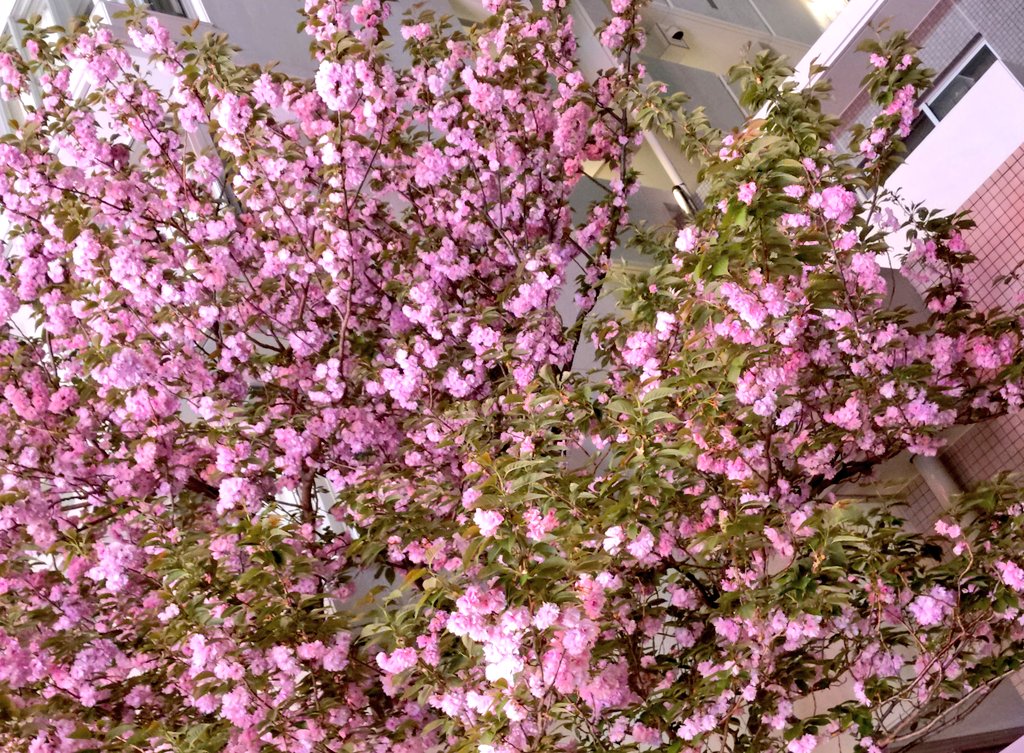 雨で散る前に、ギリ撮れた八重桜🌸