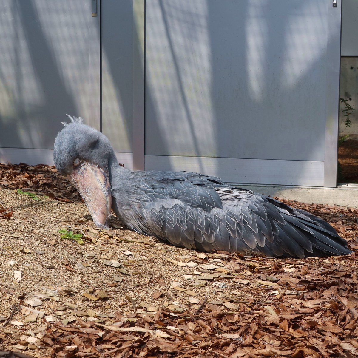 松江フォーゲルパーク tweet media