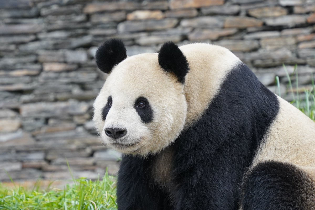 シャン日記 tweet media