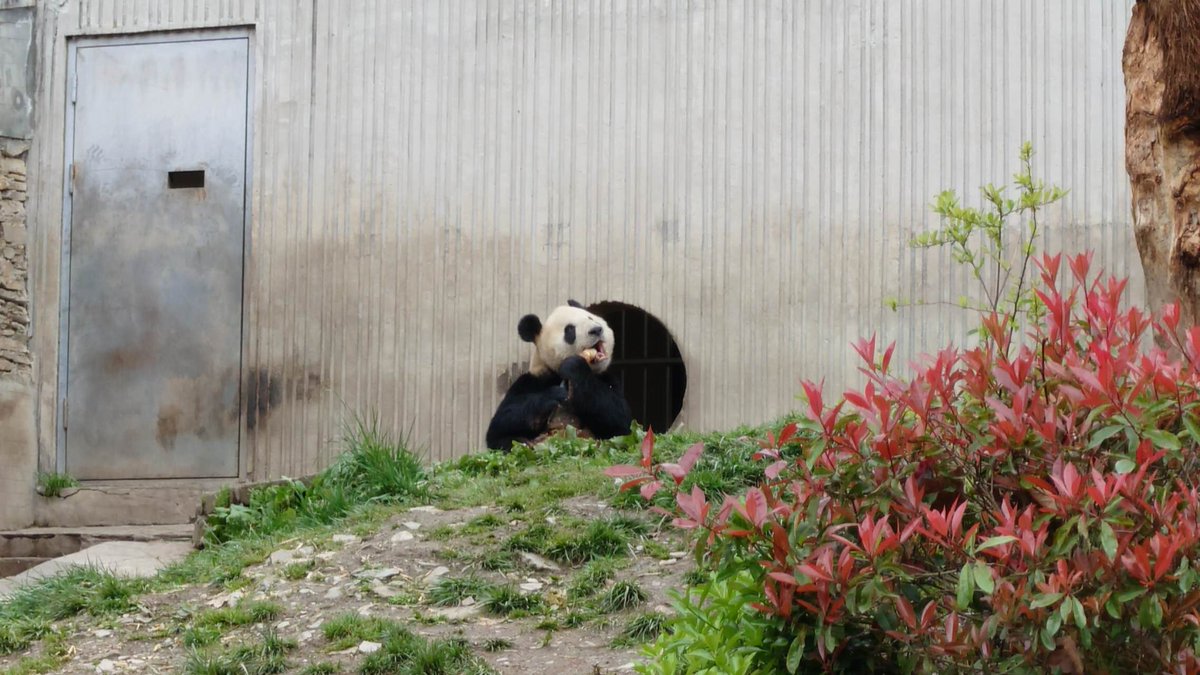 シャン日記 tweet media