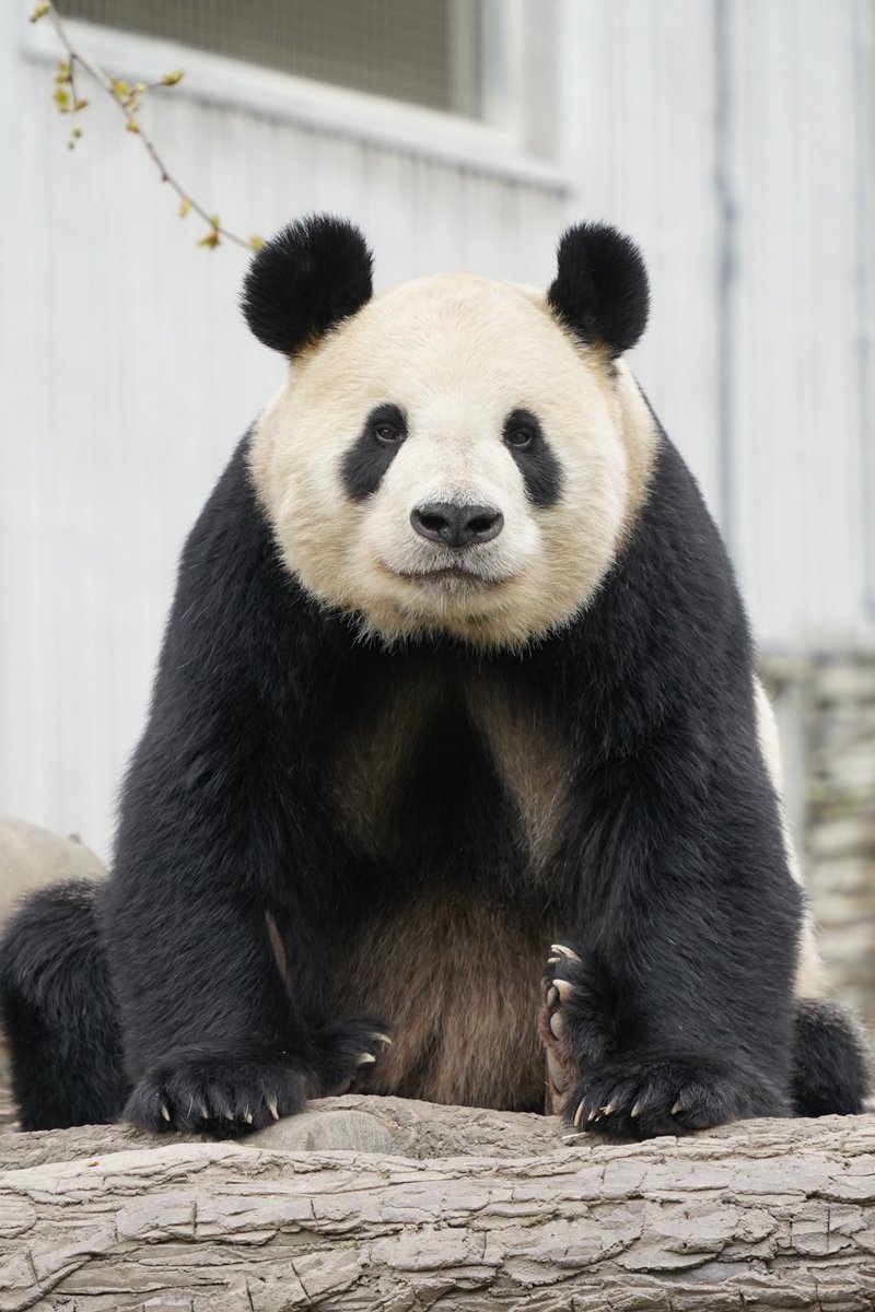 シャン日記 tweet media