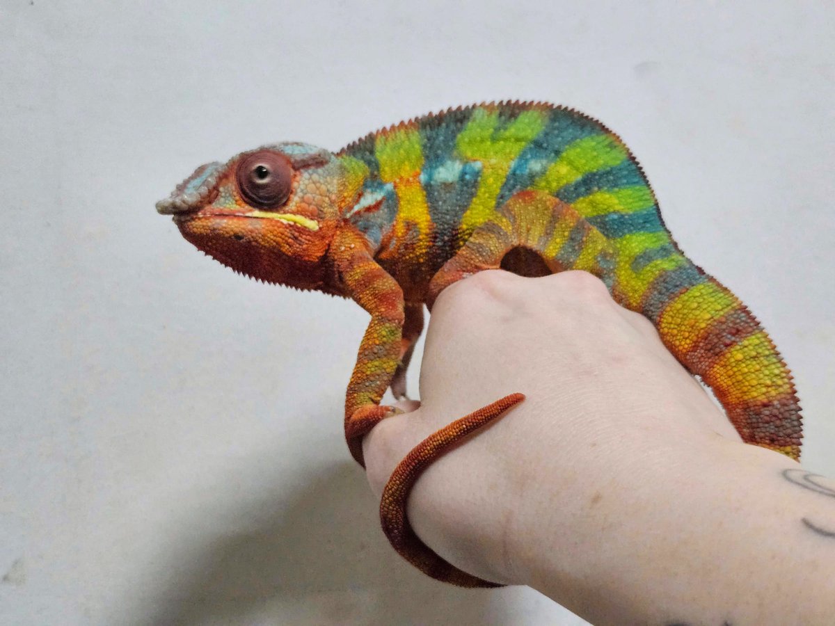 Stichting Dierenhulpdienst NL / Reptielenopvang tweet media