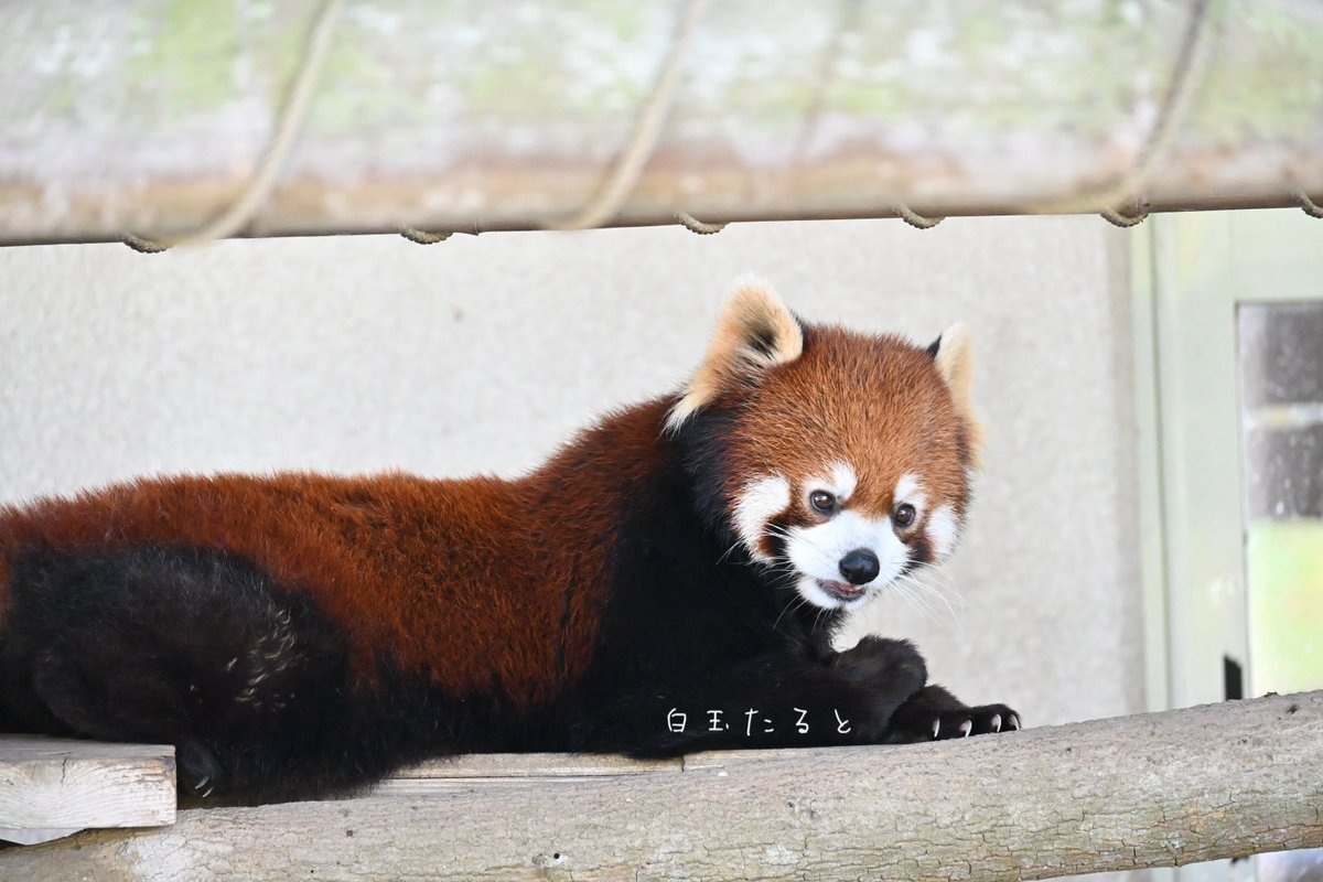 詠影ꕤ白玉たるとꕤ tweet media