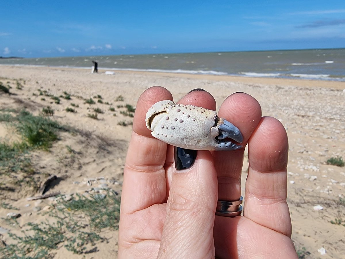 Colección de Crustáceos Marinos (IEO Cádiz) tweet media