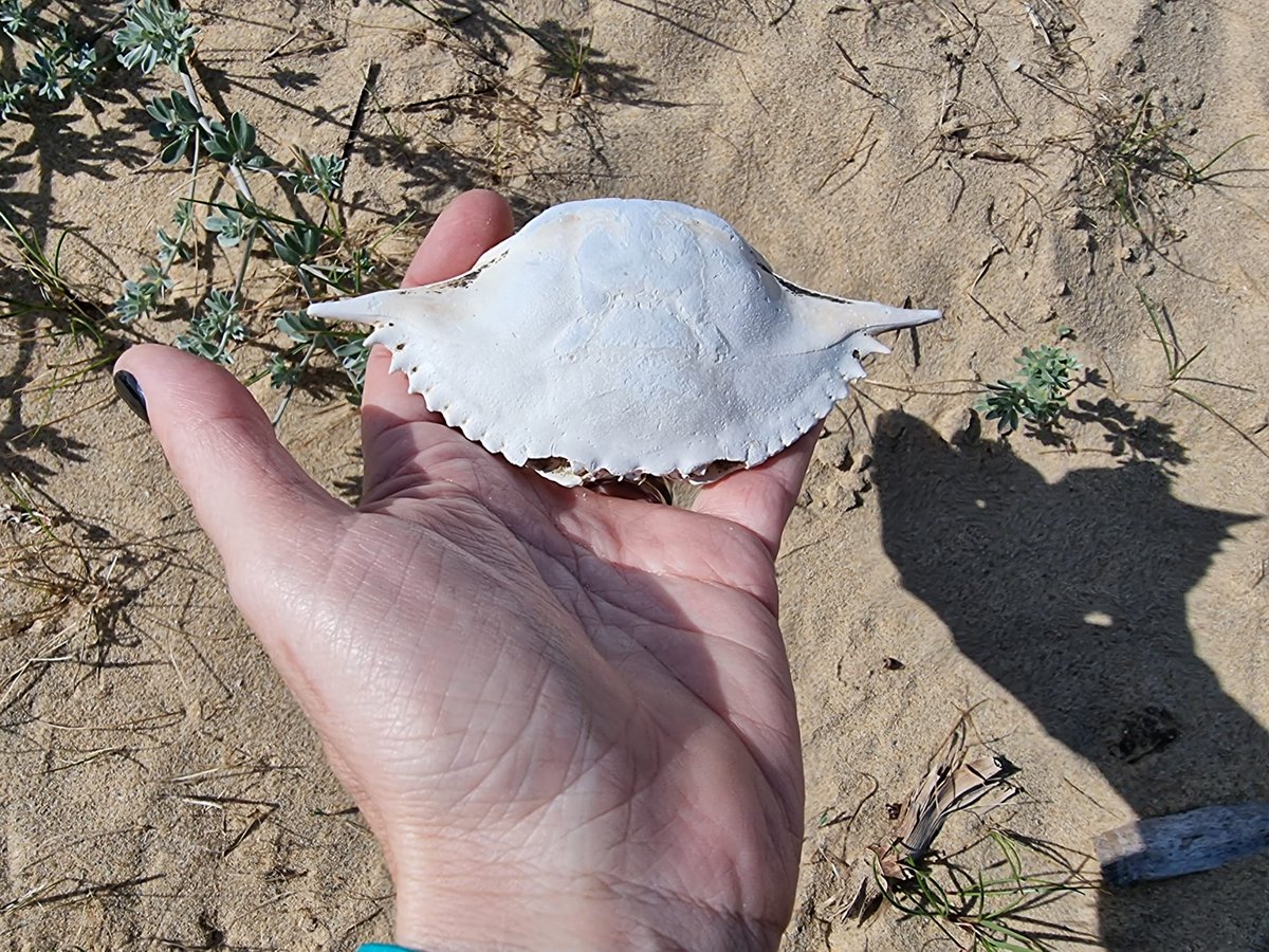 Colección de Crustáceos Marinos (IEO Cádiz) tweet media