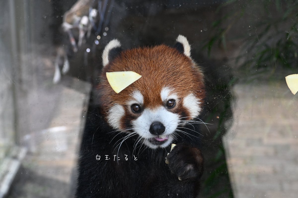 詠影ꕤ白玉たるとꕤ tweet media