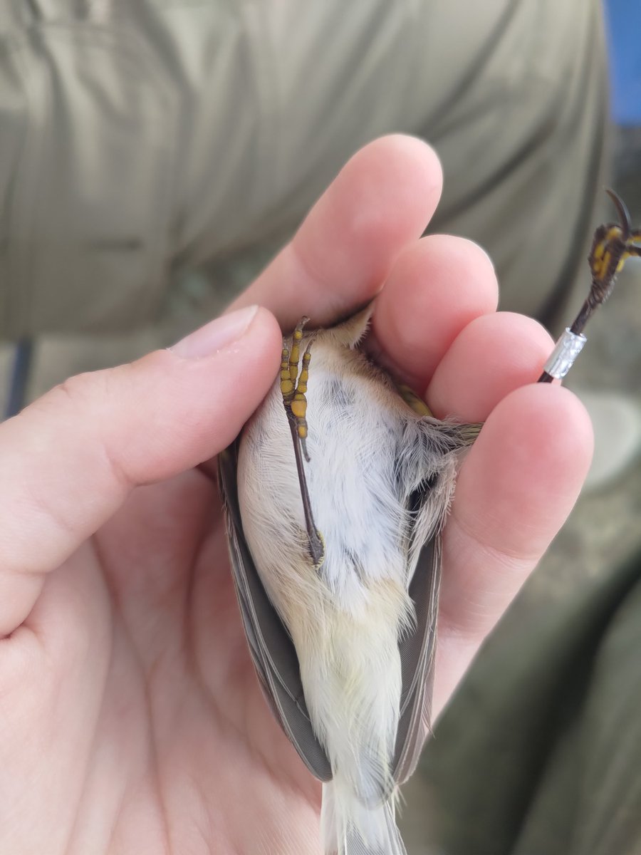 Astarcis🍂 tweet media