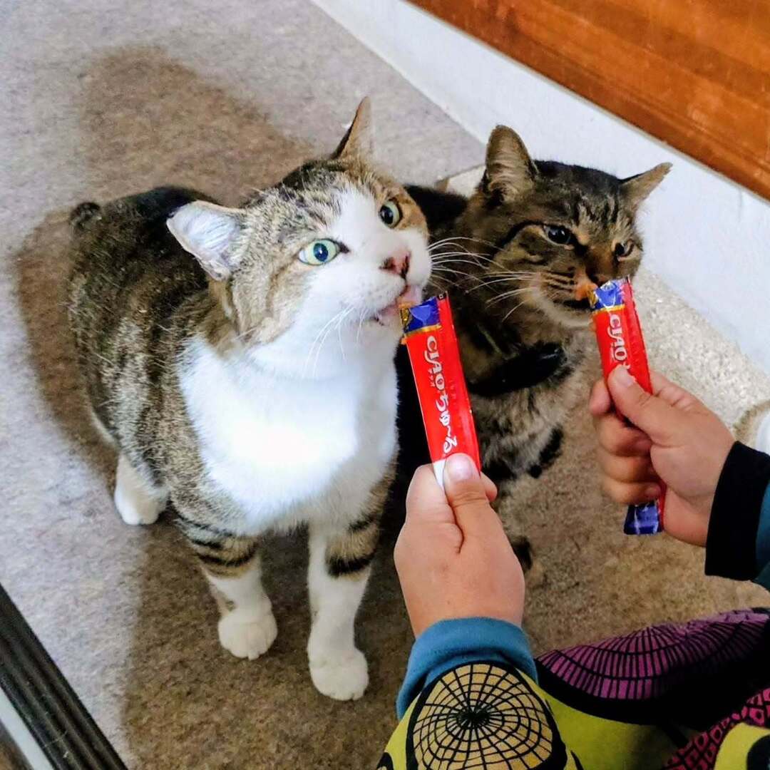 nyankorotaxi's tweet image. まるちゃんゴンちゃん：「ちゅ～るだ！」
Gon−Chan and Maru−Chan:" #churu Time!!"
#catsofinstagram #gonchanthecat