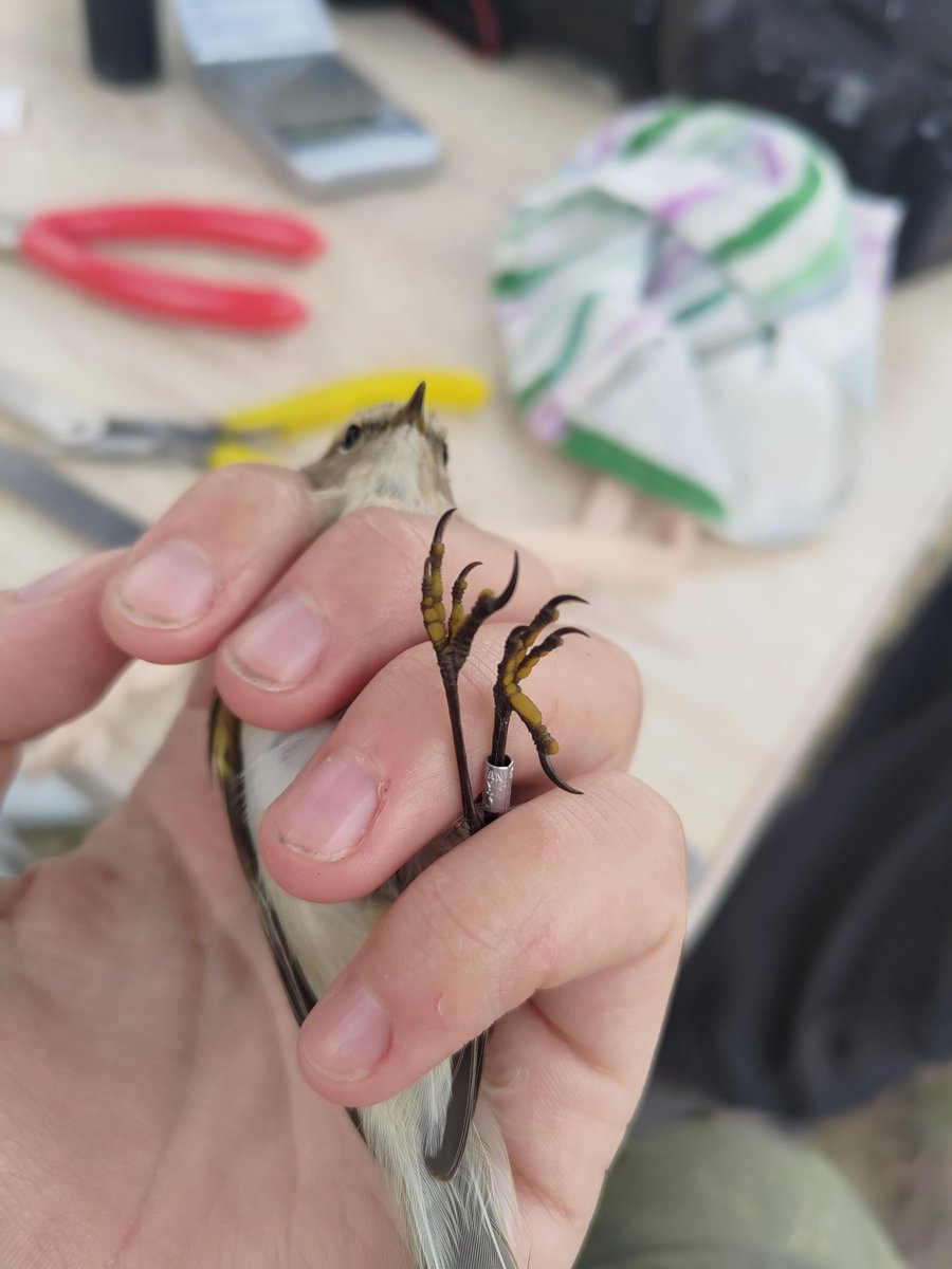 Astarcis🍂 tweet media