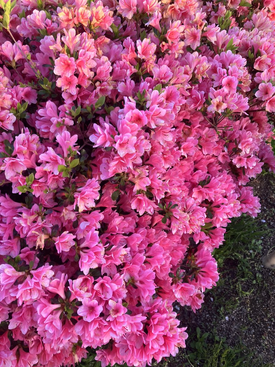 塩田☆ tweet media