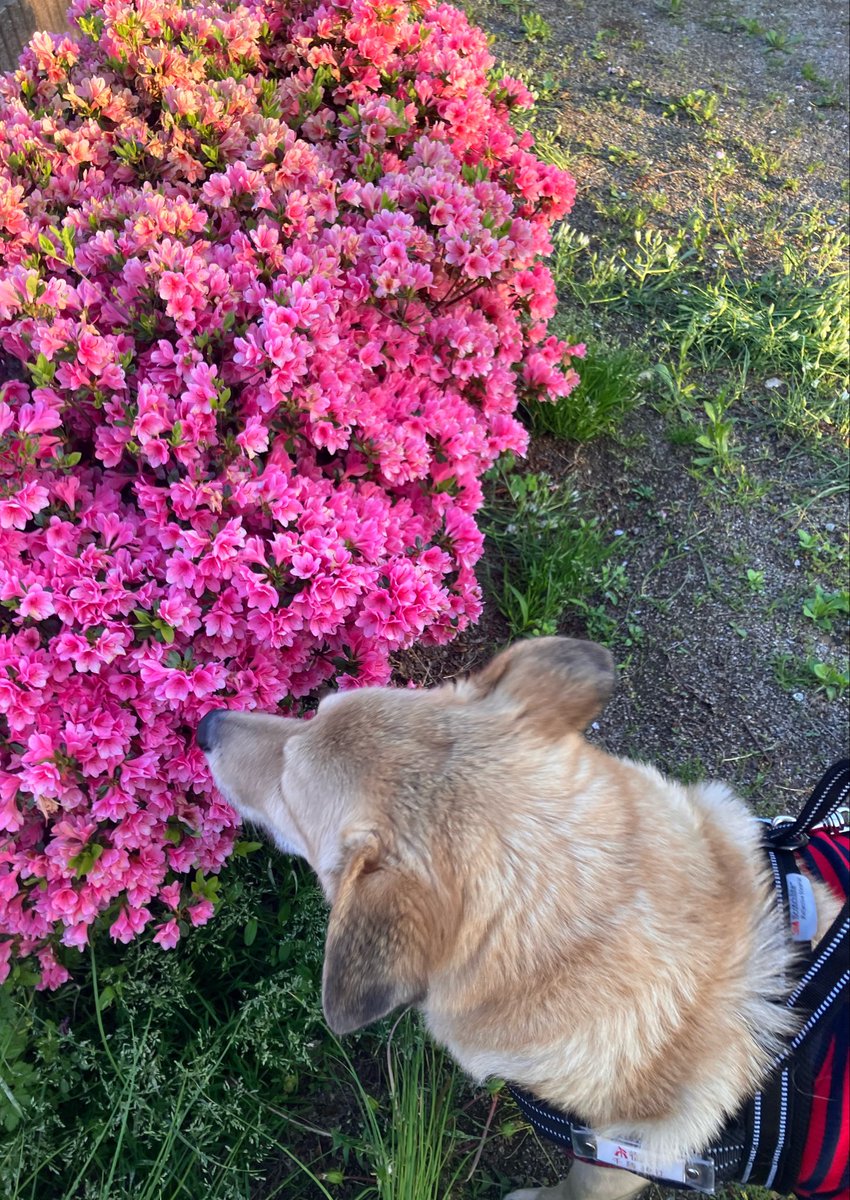 塩田☆ tweet media