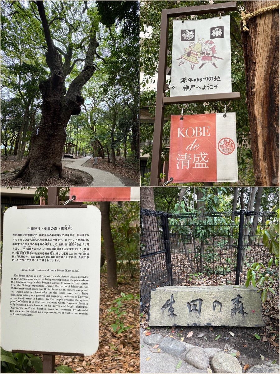 chalu1015's tweet photo. 神戸三ノ宮にある生田神社⛩️の『生田の森』ここが「一ノ谷の戦い」本陣跡！！ 舞台では、知盛と知章が戦う場面⚔️😭 立派な御神木、樹齢500年のクスノキが4本あり、厳かな空気感…御神木に手を当てパワー頂きました✨ https://t.co/JaYjq8DK3A