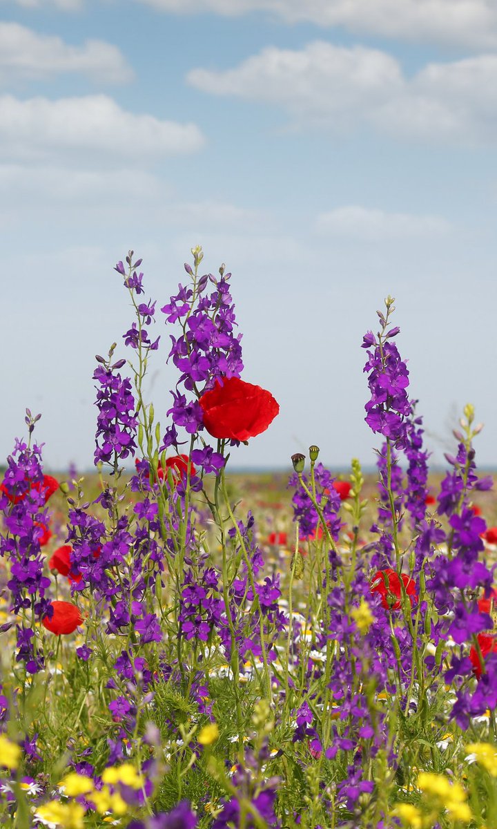 Vipin Dhir tweet media