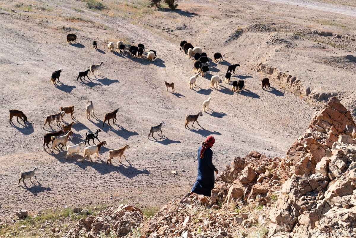 إبراهيم سرحان | Ibrahim Sarhan tweet media