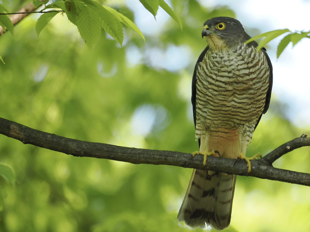 玉村要平 tweet media