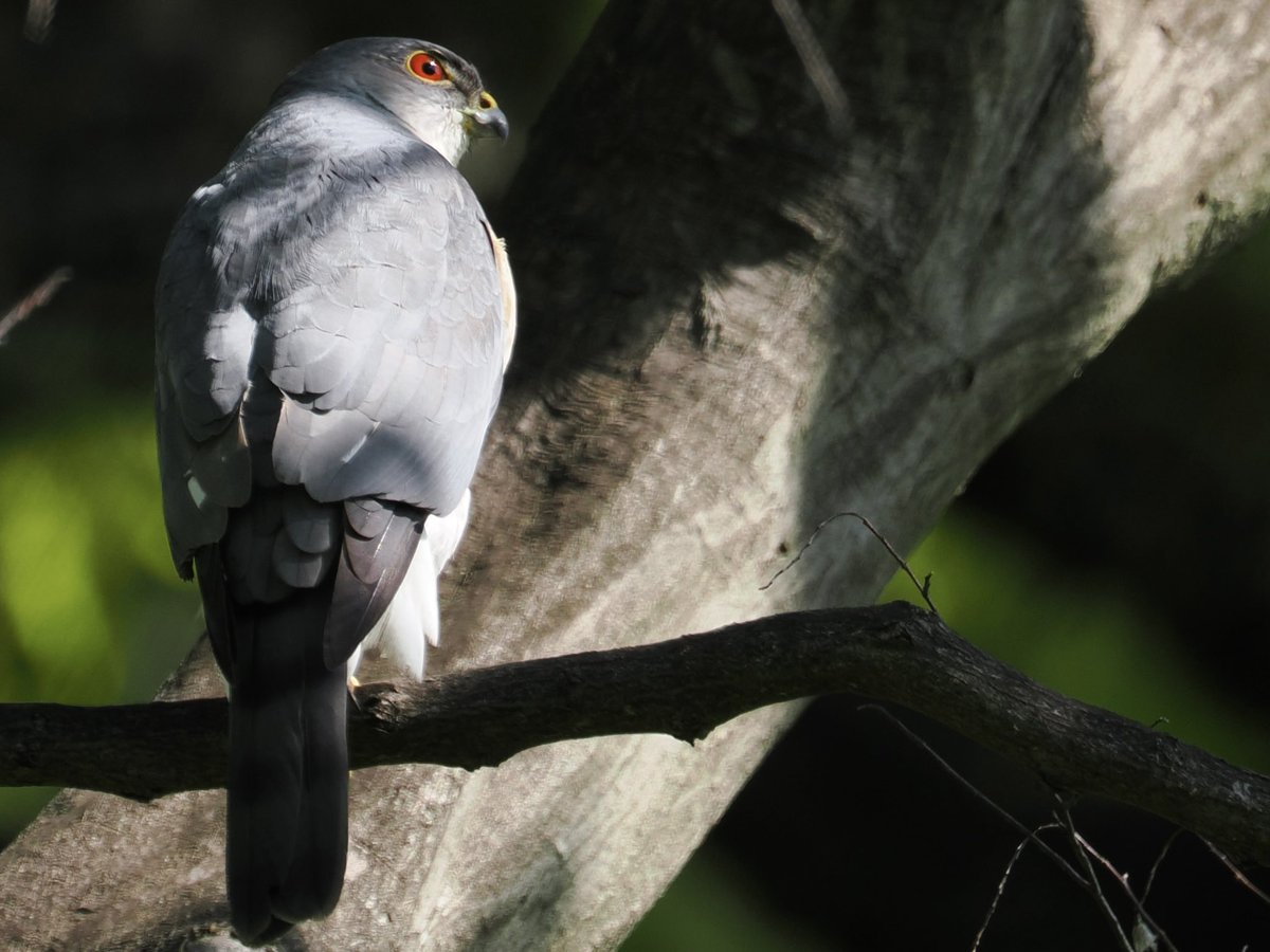 玉村要平 tweet media