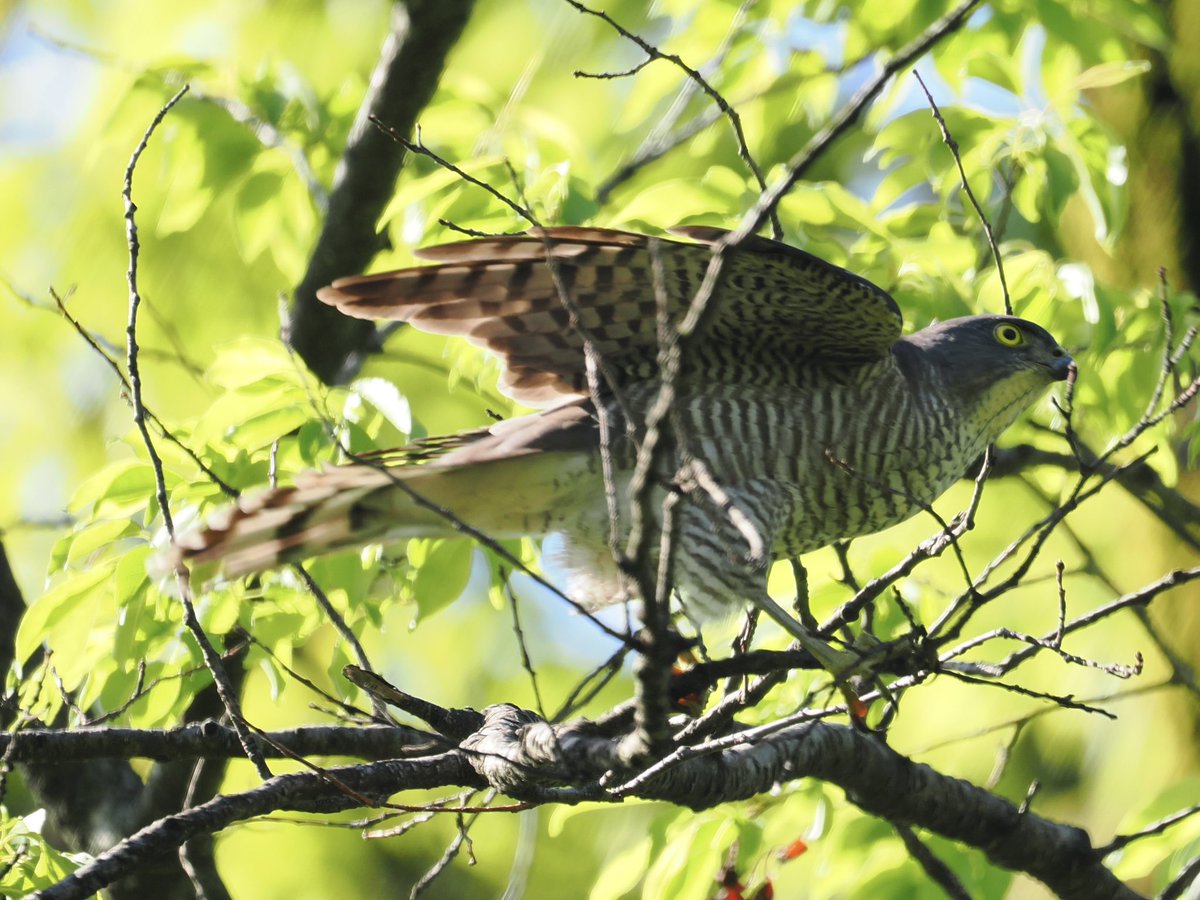 玉村要平 tweet media