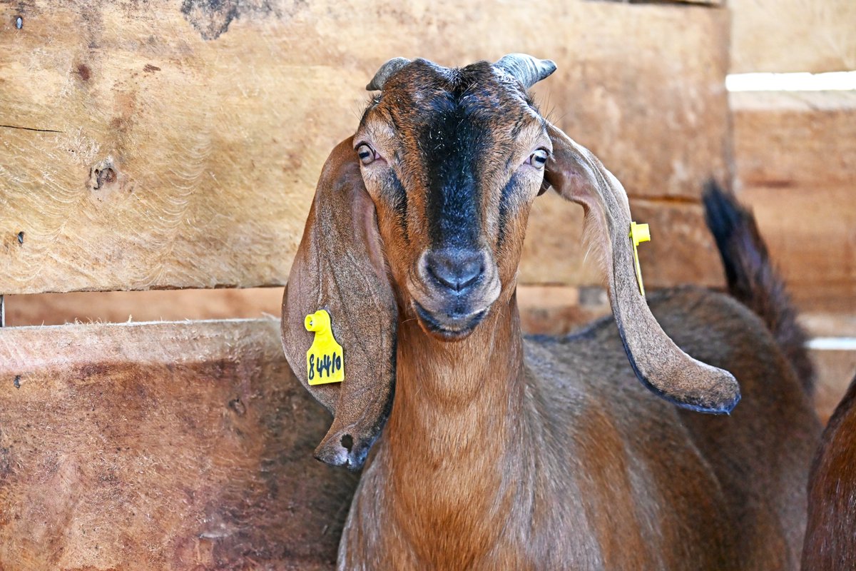 FAOUganda's tweet image. The @FAO–China–Uganda #SouthSouth Cooperation Project in Uganda is the programme’s longest-running initiative.

Since 2012, it has been implemented in three phases, demonstrating strong and sustained partnership between @GovUganda, China &amp;amp; @FAO in support of #agrifood systems.