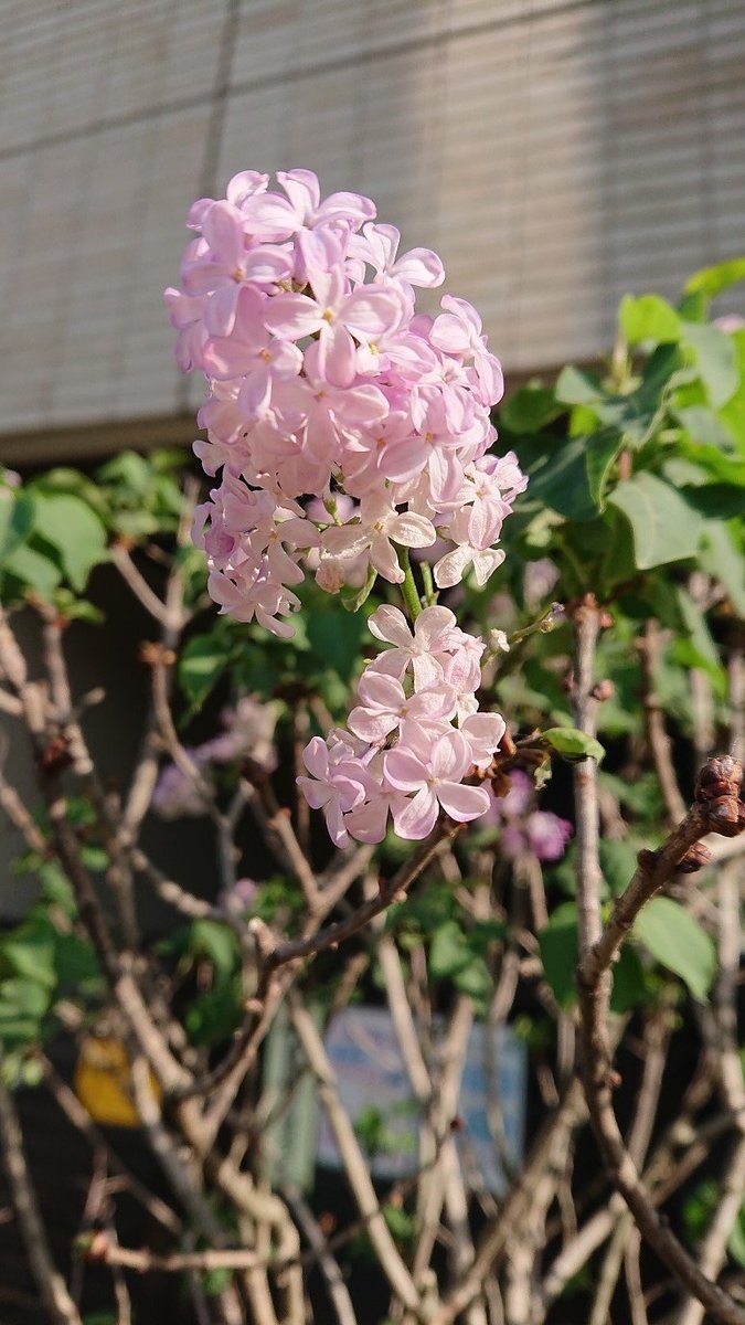 武蔵野ワークス tweet media