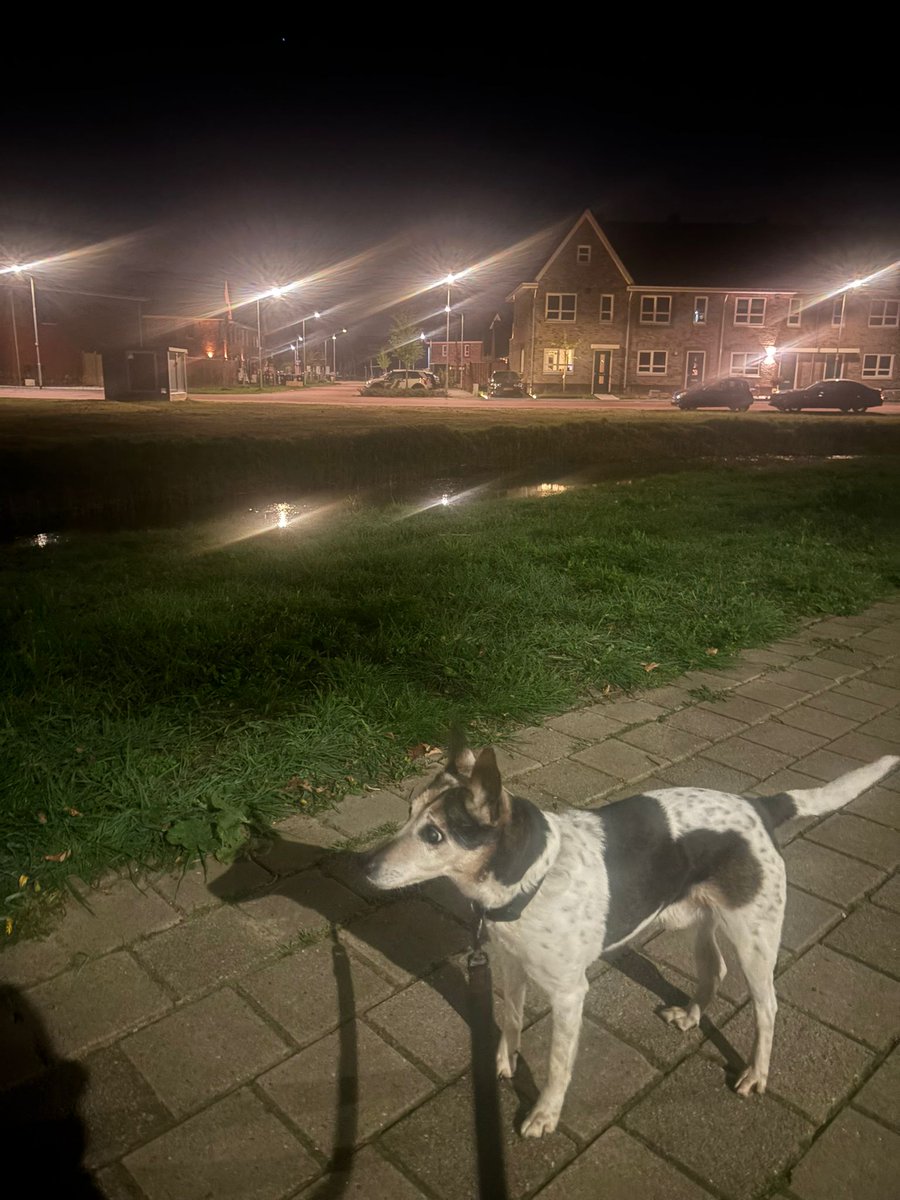 Fikkie uitlaten. Dorpstraat.