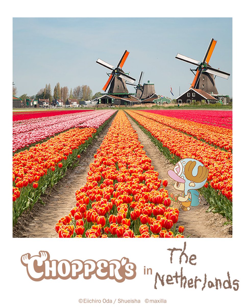 choppers_op's tweet image. in #Netherlands 🇳🇱🌷

#CHOPPERS_ONEPIECE