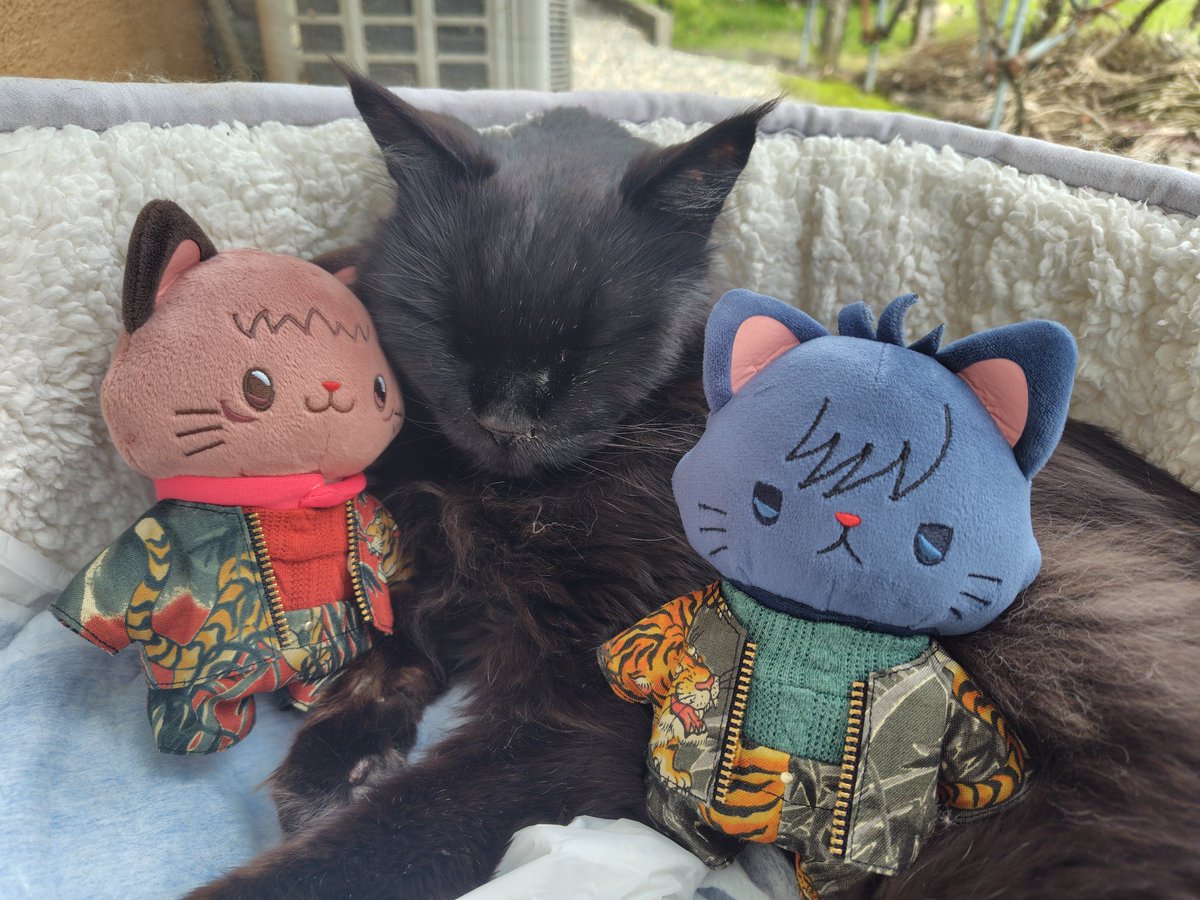 🐱くうさん、おひさしぶりです
😸ふわふわのポカポカで ねむくなる〜