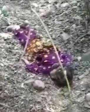 🅰️SIADecoded tweet media