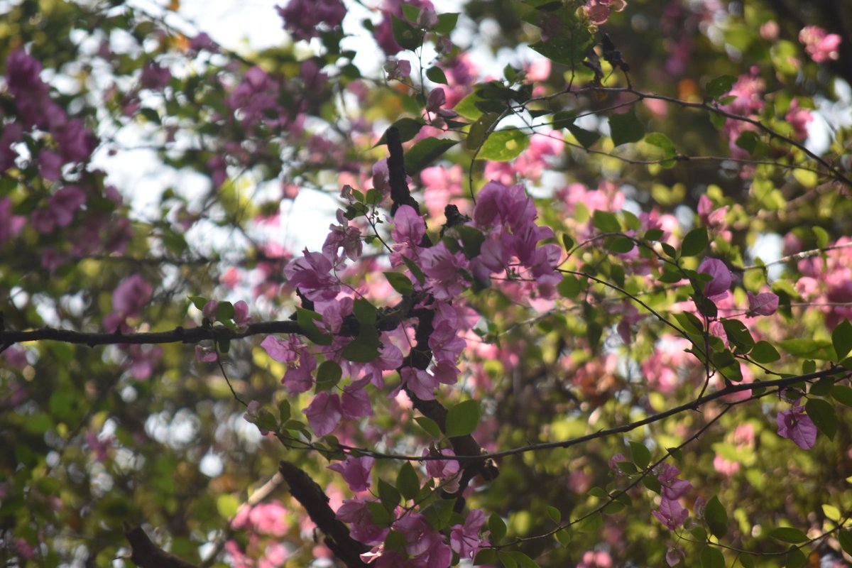 Cerberane's tweet image. More Lovely views from one of my morning #walks around Somdet Phra Srinakarindra Park in late February 
ภาพวิวสวยๆ จากการเดินเล่นยามเช้าของฉันรอบสวนสมเด็จพระศรีนครินทร์ ในช่วงปลายเดือนกุมภาพันธ์
#lake
#flowers
#trees
#nature
#naturelovers
#naturephotography