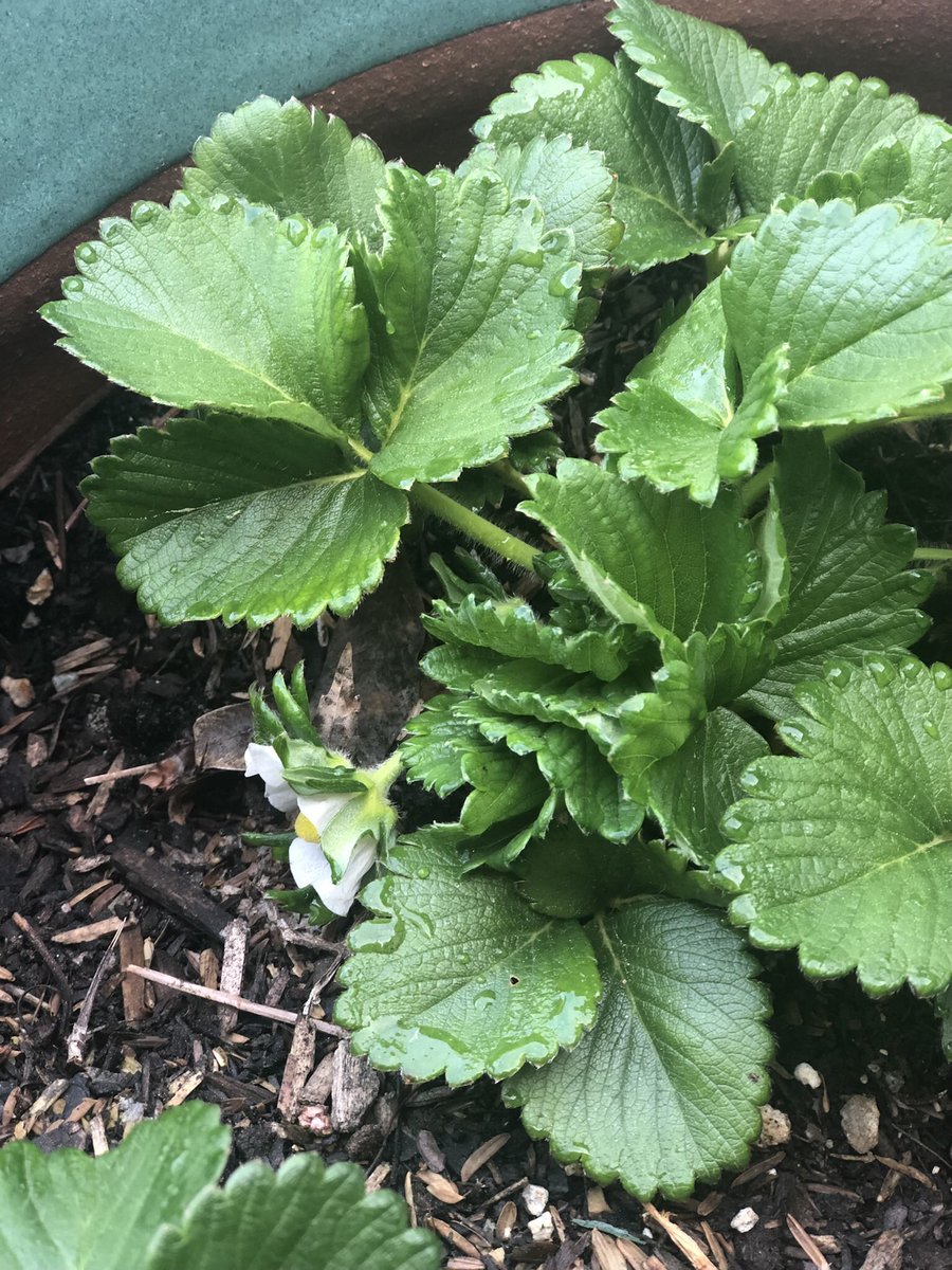 𝙹𝙻 𝙿𝚊𝚒𝚐𝚎 🇺🇸 tweet media