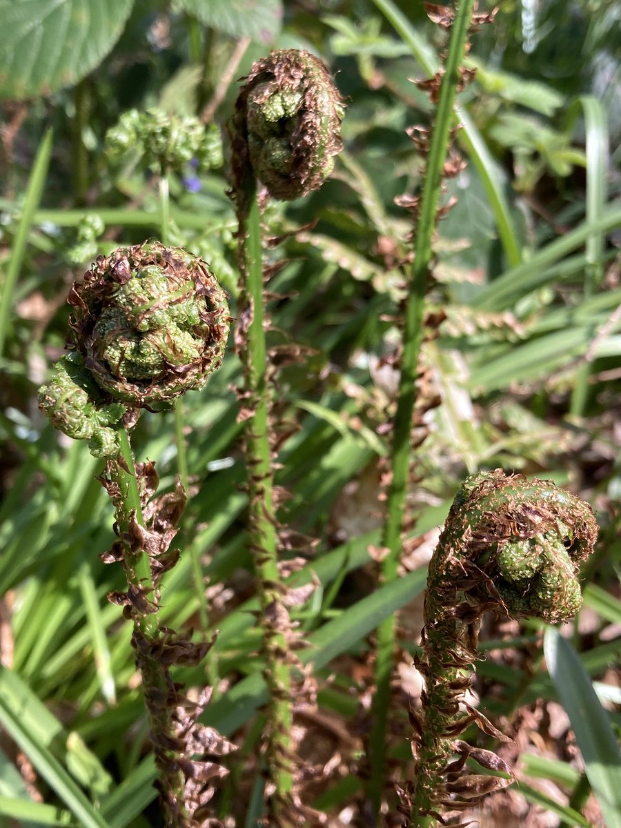 The English Oak Project tweet media